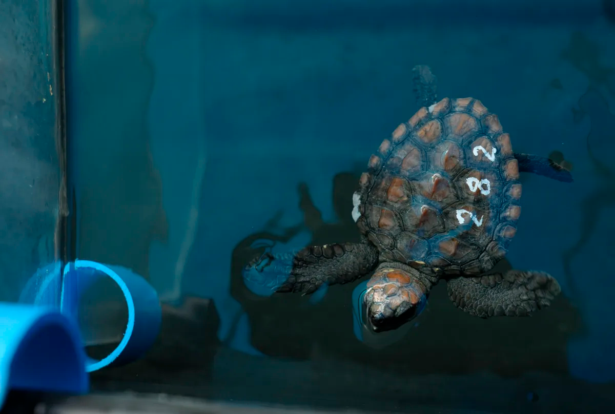 Storm-Stranded Baby Turtles Overwhelm Cape Town Aquarium: Urgent ...