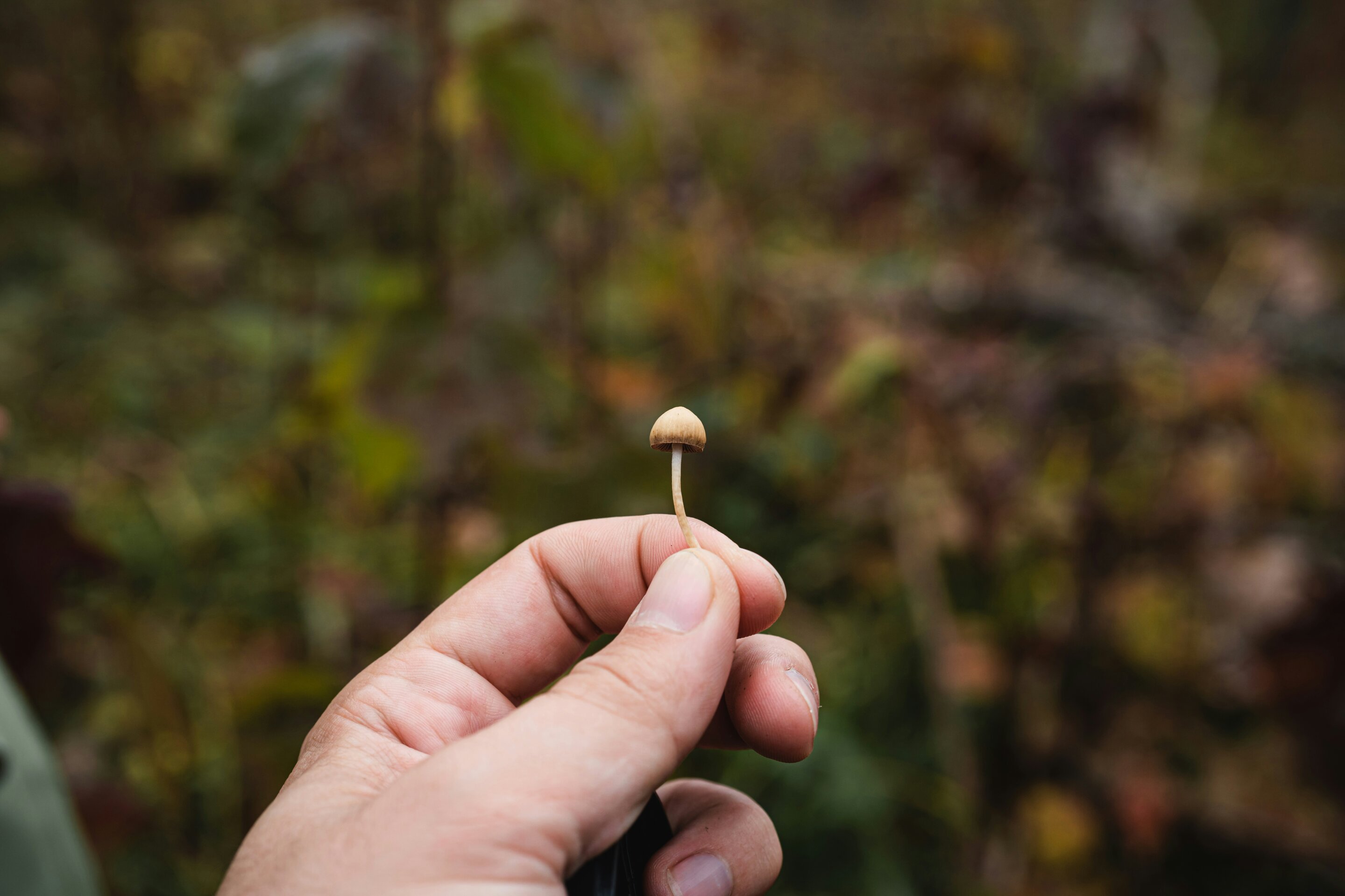 Magic Mushrooms Disrupt Brain Networks, Show Promise for Treating Depression and PTSD