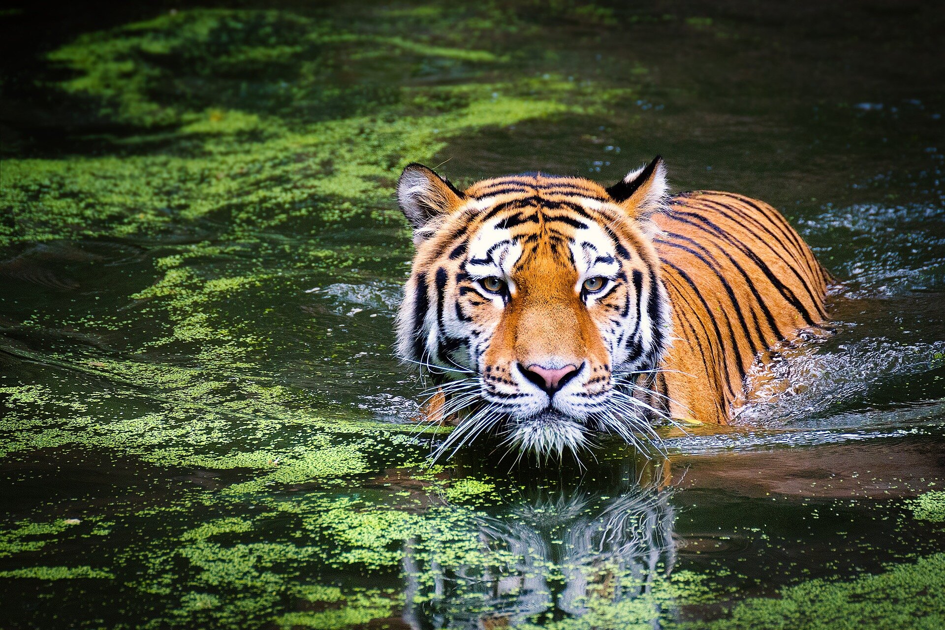 Thailand's Tiger Population Triples in 16 Years: Successful Conservation Efforts Highlighted