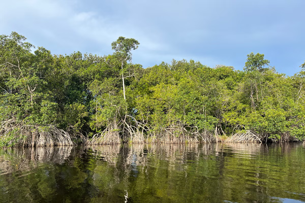 Over 50% of Mangroves at Risk: Urgent Action Needed to Prevent Collapse and Carbon Emissions