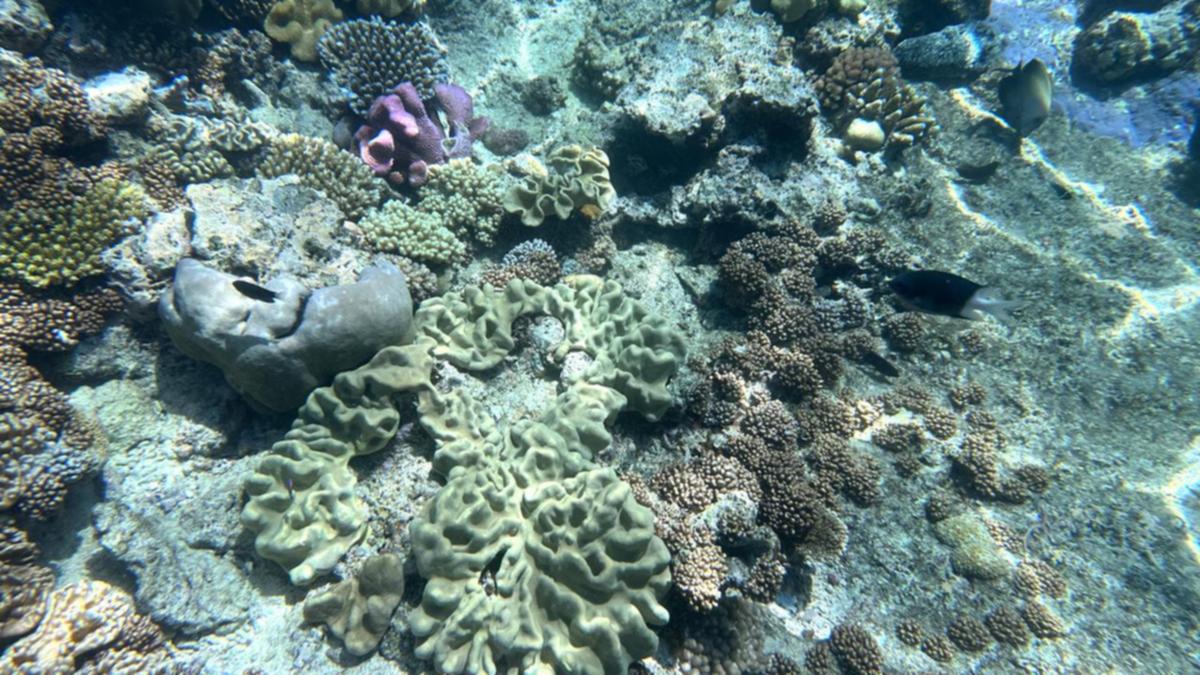 Great Barrier Reef Faces Critical Threats: Climate Change and Ineffective Actions Endanger Future