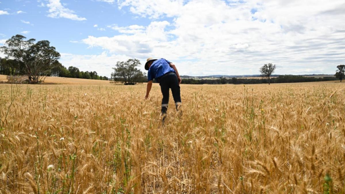 Australian Farm Profits to Halve by 2050 Without Climate Adaptation: CSIRO Report