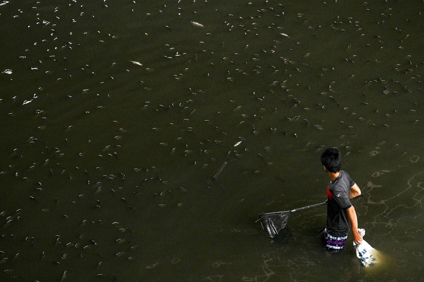 **Thailand Declares War on Invasive Tilapia Threatening Ecosystems and Economy**