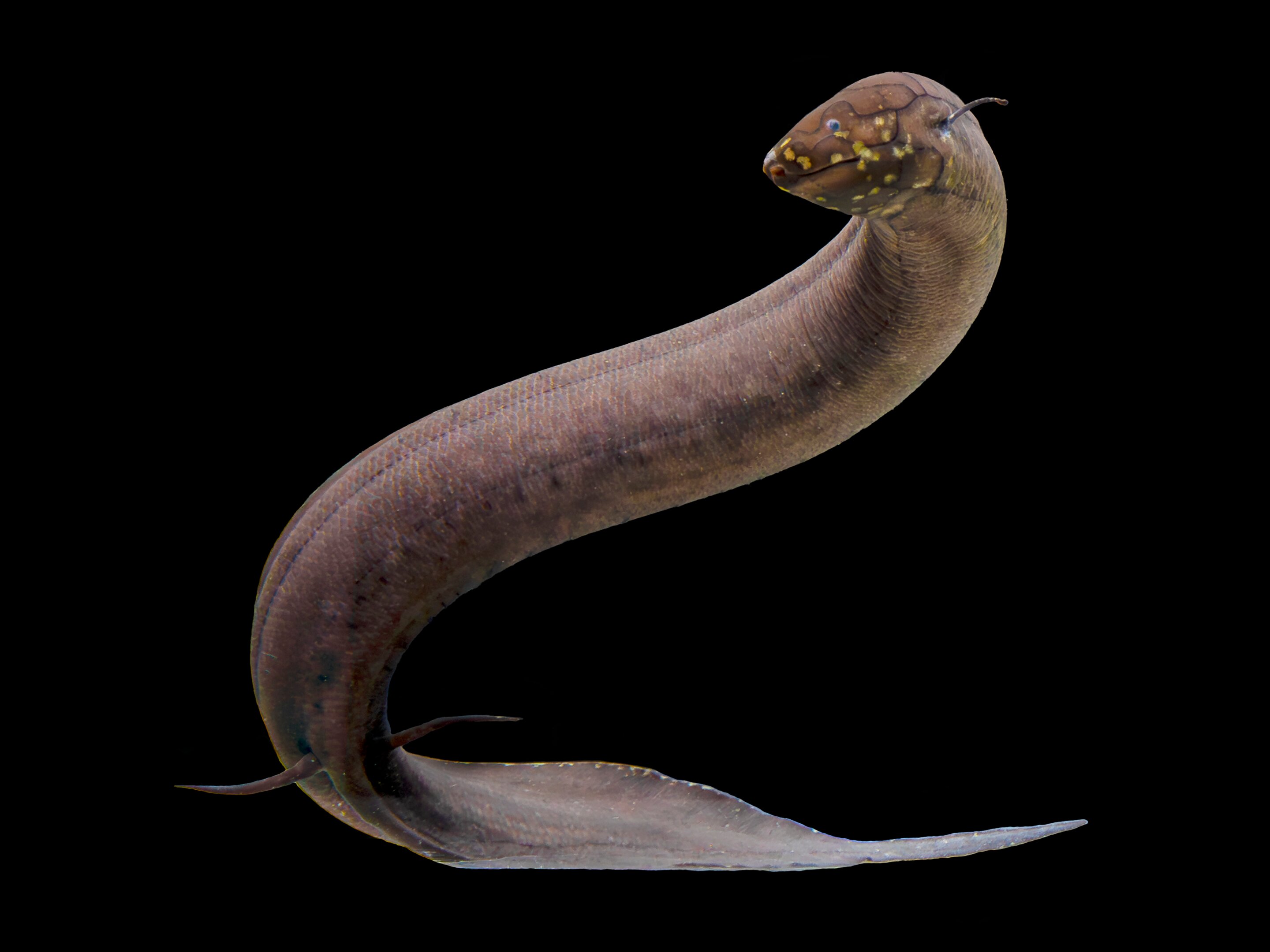 World's Largest Genome Sequenced: Lungfish DNA Unlocks Secrets of Vertebrate Evolution