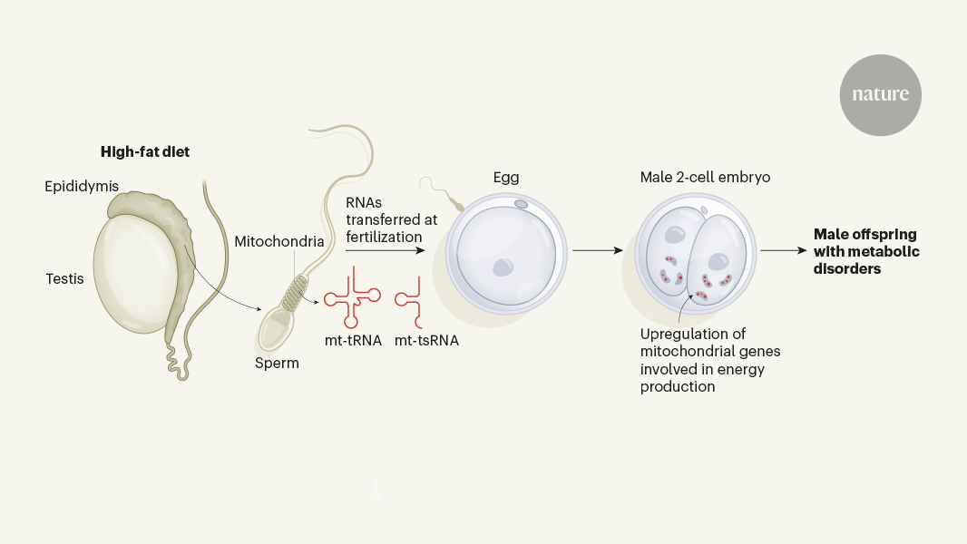 Father's Diet Before Conception Crucial for Offspring's Health, Groundbreaking Study Reveals