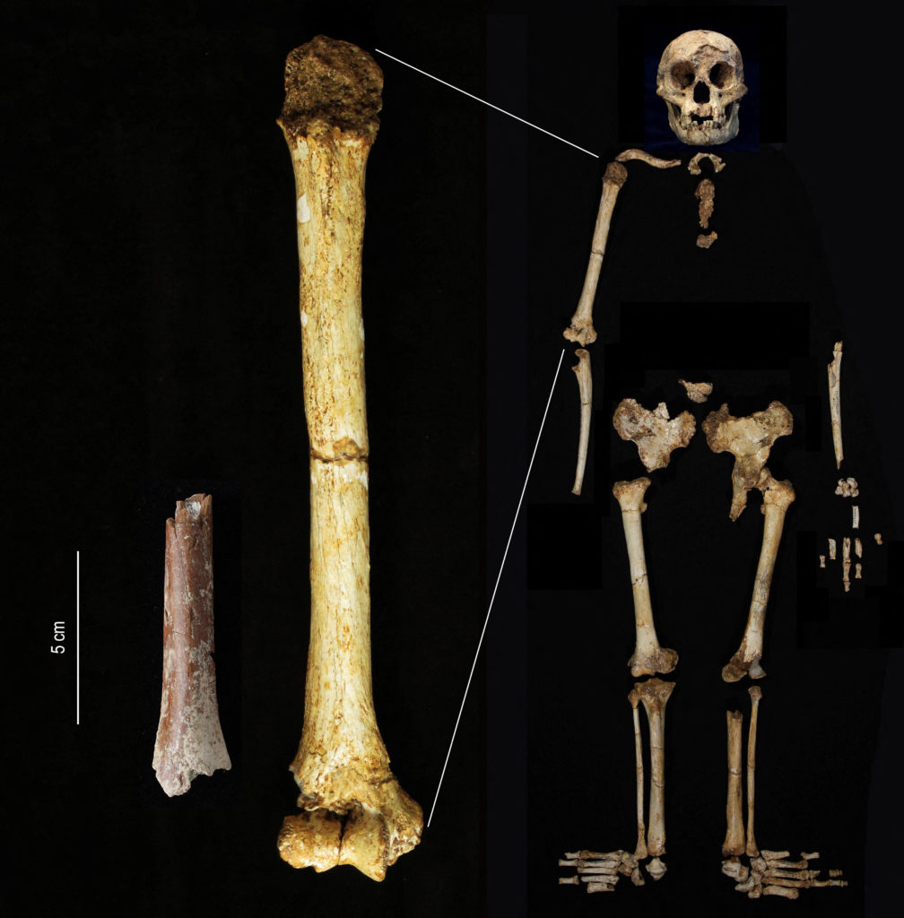 700,000-Year-Old 'Hobbit' Fossils Reveal Surprising Evolutionary Path on Flores Island