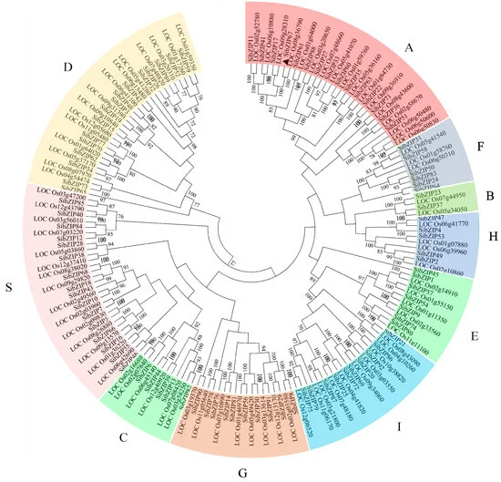 New Research Unveils Key Genetic Markers for Drought Resistance in Crops Amid Climate Extremes